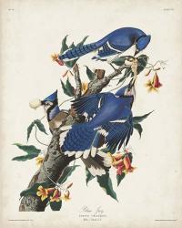 Pl 102 Blue Jay | Obraz na stenu