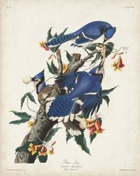 Pl 102 Blue Jay | Obraz na stenu