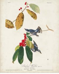 Pl 48 Cerulean Warbler | Obraz na stenu