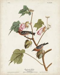 Pl 69 Bay-breasted Warbler | Obraz na stenu