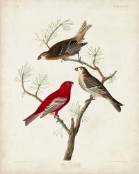 Pl 358 Pine Grosbeak | Obraz na stenu