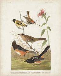 Pl 394 Chestnut Coloured Finch | Obraz na stenu