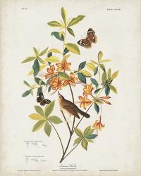 Pl 198 Swainson's Warbler | Obraz na stenu
