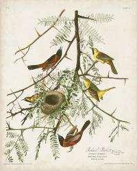 Pl 42 Orchard Oriole | Obraz na stenu