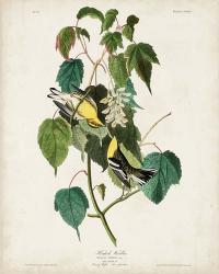 Pl 134 Hemlock Warbler | Obraz na stenu