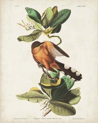 Pl 169 Mangrove Cuckoo | Obraz na stenu