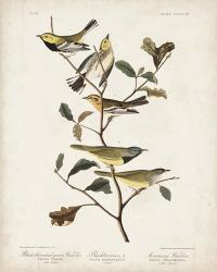 Pl 399 Black-throated Green Warbler | Obraz na stenu