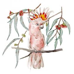 Pink Cockatoo II | Obraz na stenu