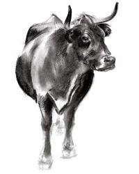 Charcoal Cattle I | Obraz na stenu
