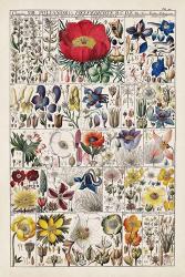 Floral Chart | Obraz na stenu