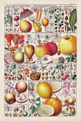 Fruit Chart | Obraz na stenu