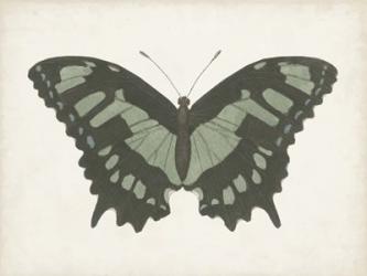 Beautiful Butterfly II | Obraz na stenu