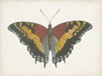 Beautiful Butterfly IV | Obraz na stenu