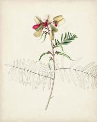 Watercolor Botanical Sketches II | Obraz na stenu