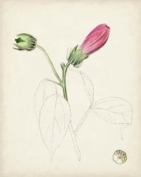 Watercolor Botanical Sketches IV | Obraz na stenu