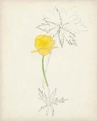 Watercolor Botanical Sketches VII | Obraz na stenu