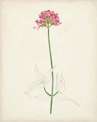 Watercolor Botanical Sketches XI | Obraz na stenu