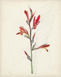 Watercolor Botanical Sketches XII | Obraz na stenu