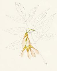 Watercolor Leaf Sketches III | Obraz na stenu