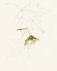 Watercolor Leaf Sketches IV | Obraz na stenu