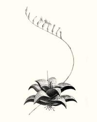 Graphic Succulents II | Obraz na stenu