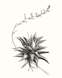 Graphic Succulents III | Obraz na stenu