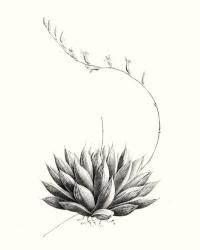 Graphic Succulents IV | Obraz na stenu