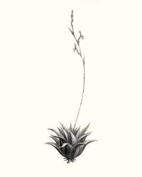 Graphic Succulents VI | Obraz na stenu
