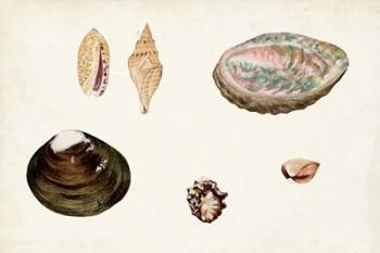 Antique Shell Anthology VIII | Obraz na stenu