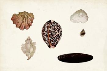 Antique Shell Anthology IX | Obraz na stenu