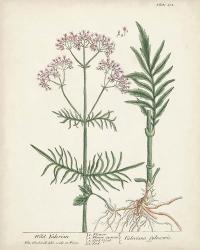 Antique Herbs I | Obraz na stenu