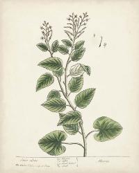 Antique Herbs III | Obraz na stenu