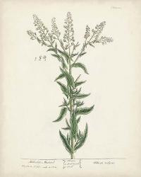 Antique Herbs IV | Obraz na stenu