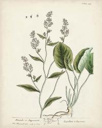 Antique Herbs V | Obraz na stenu