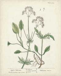Antique Herbs VI | Obraz na stenu
