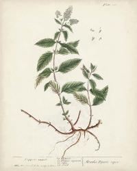 Antique Herbs VII | Obraz na stenu