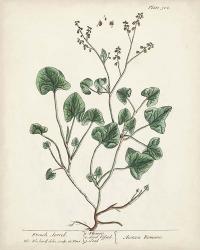 Antique Herbs VIII | Obraz na stenu