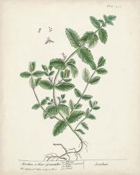 Antique Herbs IX | Obraz na stenu