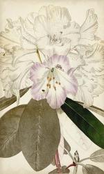 Silvery Botanicals IV | Obraz na stenu