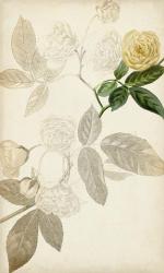 Silvery Botanicals XII | Obraz na stenu