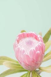 Sun Drenched Blossom II | Obraz na stenu
