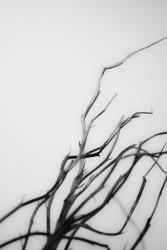 Searching Branches I | Obraz na stenu