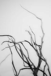 Searching Branches II | Obraz na stenu
