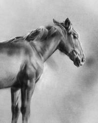 Charcoal Equine Portrait I | Obraz na stenu
