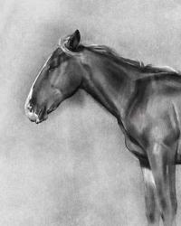 Charcoal Equine Portrait II | Obraz na stenu