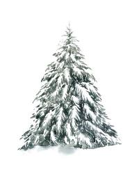 Blue Spruce I | Obraz na stenu