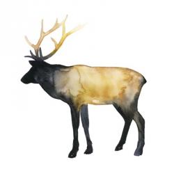 Elk Aglow I | Obraz na stenu