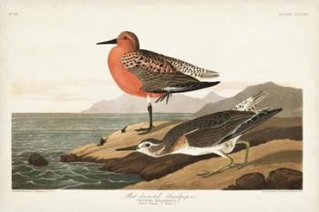 Pl. 315 Red-breasted Sandpiper | Obraz na stenu