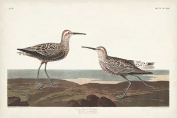 Pl. 344 Long-legged Sandpiper | Obraz na stenu