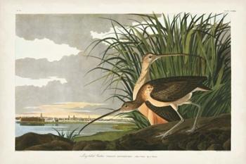 Pl. 231 Long-billed Curlew | Obraz na stenu